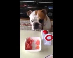 This Bulldog LOVES Watermelon. What He Does To Let The Owner Know He Wants More Is HILARIOUS!!
