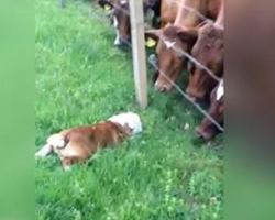 Bulldog Meets Bulls. I Certainly Didn’t Expect THIS Reaction…