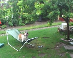 They Caught Their Bulldog Doing THIS In The Rain, And It’s HILARIOUS!