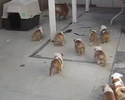 Bulldog Puppies Chasing Mommy! Oh my….poor mommy, she needs a break!