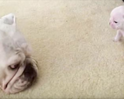 Sassy puppy doesn’t see eye-to-eye with Mom, throws a temper tantrum in hilarious fashion