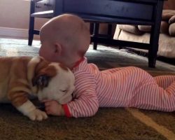 Bulldog Puppy Kissing A Baby Will Make Your Heart Melt