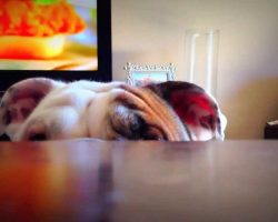 Cutest Peekaboo EVER! Benny The Bulldog Puppy, You’re Too Much!