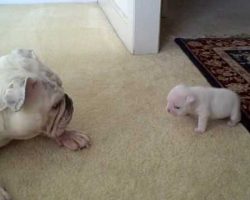 Mama Bulldog Tries To Teach Her Puppy How To Do Things. His Response? Cutest Tantrum Ever!