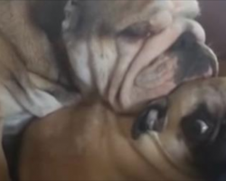 [Video] Bulldog Thinks The Pug Is Her Pillow. The Pug’s Reaction Is Priceless!