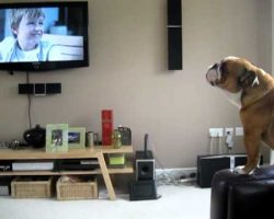 This Bulldog Thinks He’s An Elephant! It’s Hilarious!!