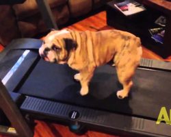 This Adorable Bulldog Tries To Get Out Of Exercising On The Treadmill