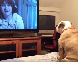 Protective Bulldog Has Cutest Reaction When Watching Horror Movie