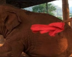 Caretaker Swats At Elephant With A Rag, But It’s The Next Moment That’s Melting Everyone’s Heart