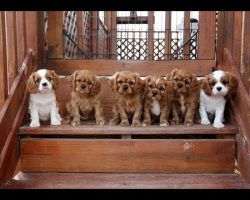 Cavalier King Charles Spaniel puppies trying the stairs… Cuteness overload.