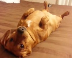 Chatty Dachshund Talks With Mom On Her Birthday. It’s The Funniest Conversation Ever!