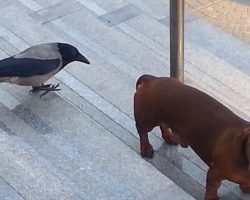 While this pup was waiting for it’s owner, this crow decided it was in it’s turf and began to raise hell on the dog