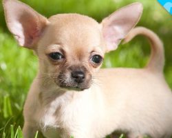 Look What we JUST Discovered about Chihuahuas!