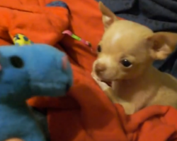 Adorable Chihuahua Puppy Makes A New Friend On His First Night Home