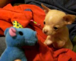 Chihuahua Puppy Finds A Friend! This Will Melt Your Heart!