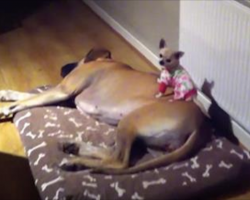 [Video] Tiny Chihuahua Only Wants To Sleep On Top Of Her Big Sister