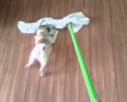 Cleaning the Floor Isn’t a Fun Chore, Unless You Have A Pug Puppy Nearby!
