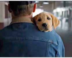 Puppy was kept away from her best friend until they couldn’t ignore her little heart