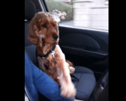 [Video] Cocker Spaniel Loves Car Rides, But Only If His Human Does THIS!
