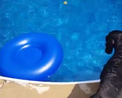 Cocker Spaniel Retrieves Ball From Pool In The Most Creative Way