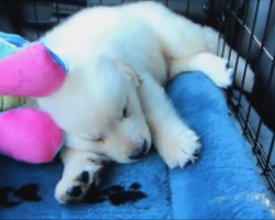 They brought this little puppy home, and there are no words for what followed