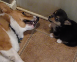 This Corgi’s reaction to a puppy fart is too funny for words