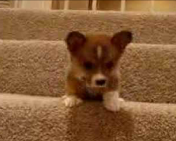 [Video] Puppy Discovers Stairs For The First Time. His Attempt To Conquer Them Is Too Precious