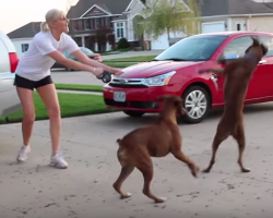 Crazy Boxer Dog Logic Is Outrageously HILARIOUS
