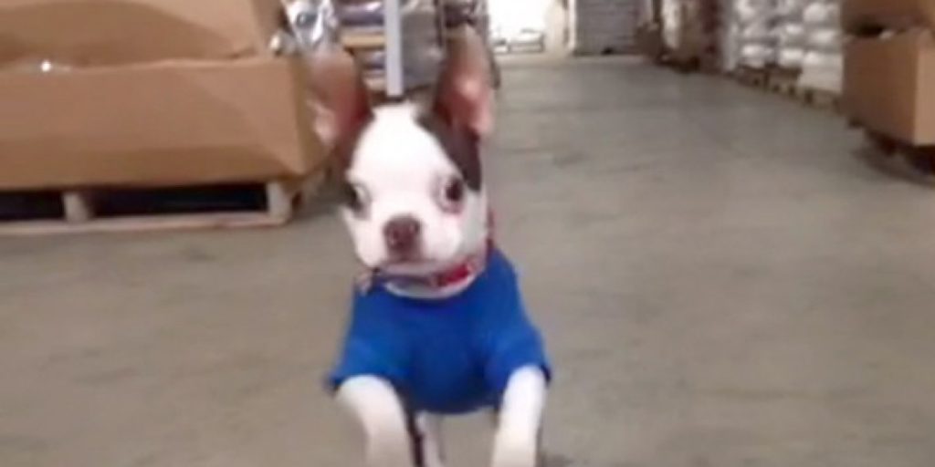 Adorable Boston Terrier Puppy Bounces Around Like A Bunny