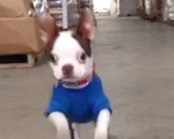 Adorable Boston Terrier Puppy Bounces Around Like A Bunny