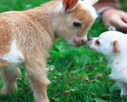 Cute Chihuahua Puppy Thinks She Is A Baby Goat