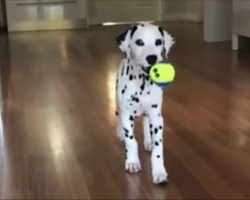 Cute Dalmatian Puppy Adorably Sneaks Up On Mom