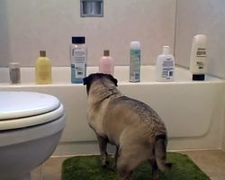 Cute Pug Attacks Shampoo Bottles and Shows ’em Who’s Boss