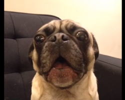 OMG!!! This Is The Cutest Pug I’ve Ever Heard OMG!!!!!