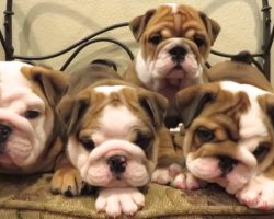 Cutest English Bulldog Puppies Ever! They Will Melt Your Heart!