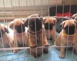 These Cutest Pug Puppies On YouTube Are About To Make Your Day