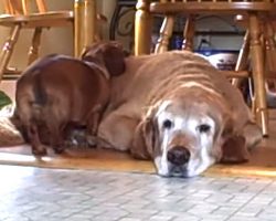 Dachshund And Golden Retriever Love Each Other Unconditionally