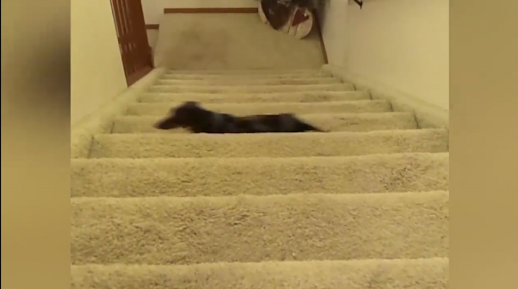 Cute Dachshund Climbs Stairs In Hilarious Way