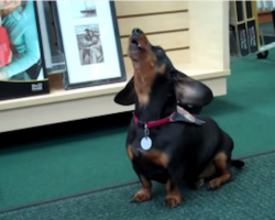 Heartbroken Dachshund Calls Mommy Back With The Song Of His People!