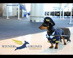 Dachshund Is The Most Adorable Pilot In The Sky