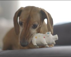 [Video] Dachshund Reunites With His Favorite Toy From Puppyhood And His Reaction Is Beyond Adorable