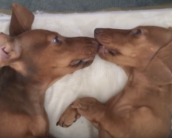 What These Dachshunds Do Every Night To Say Goodnight Is So Friggin’ Adorable!