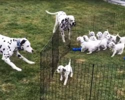 What They Caught The Dalmatians Doing With Their Puppies Is TOO Cute!