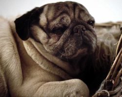 This Documentary “Pugs – Disowned Heroes” is a MUST WATCH for All Pug Lovers