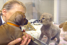 A Dog And Cheetah Met As Babies, And It Set The Stage For Years To Come