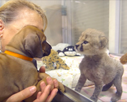 A Dog And Cheetah Met As Babies, And It Set The Stage For Years To Come