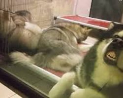 Alaskan Malamute Dad Needs a Break From His Rambunctious Puppies