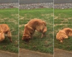 Dog Digging Hole In Yard Acts Hilariously Innocent When Busted