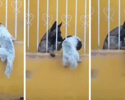 German Shepherd Seen Helping Little Dog Friend In To Visit