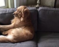 Dog Gets Adorably Comfortable For An Afternoon Nap